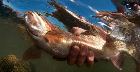 a rainbow trout is caught and released in the Roaring Fork