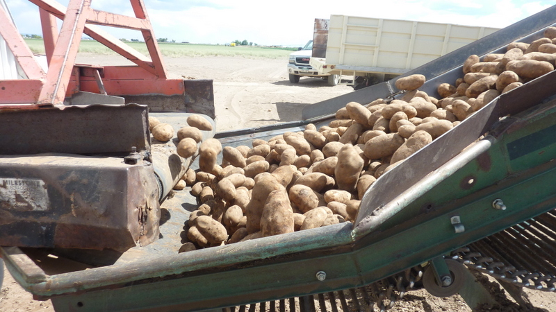 Shriver potatoes