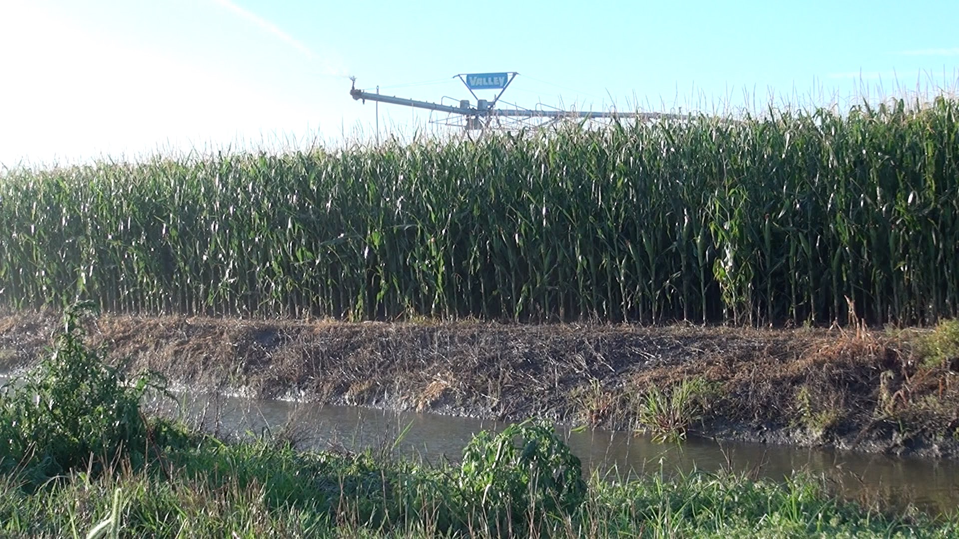 Cornfield Near Sterling - Irrigated with Ditch Water and Center Pivot
