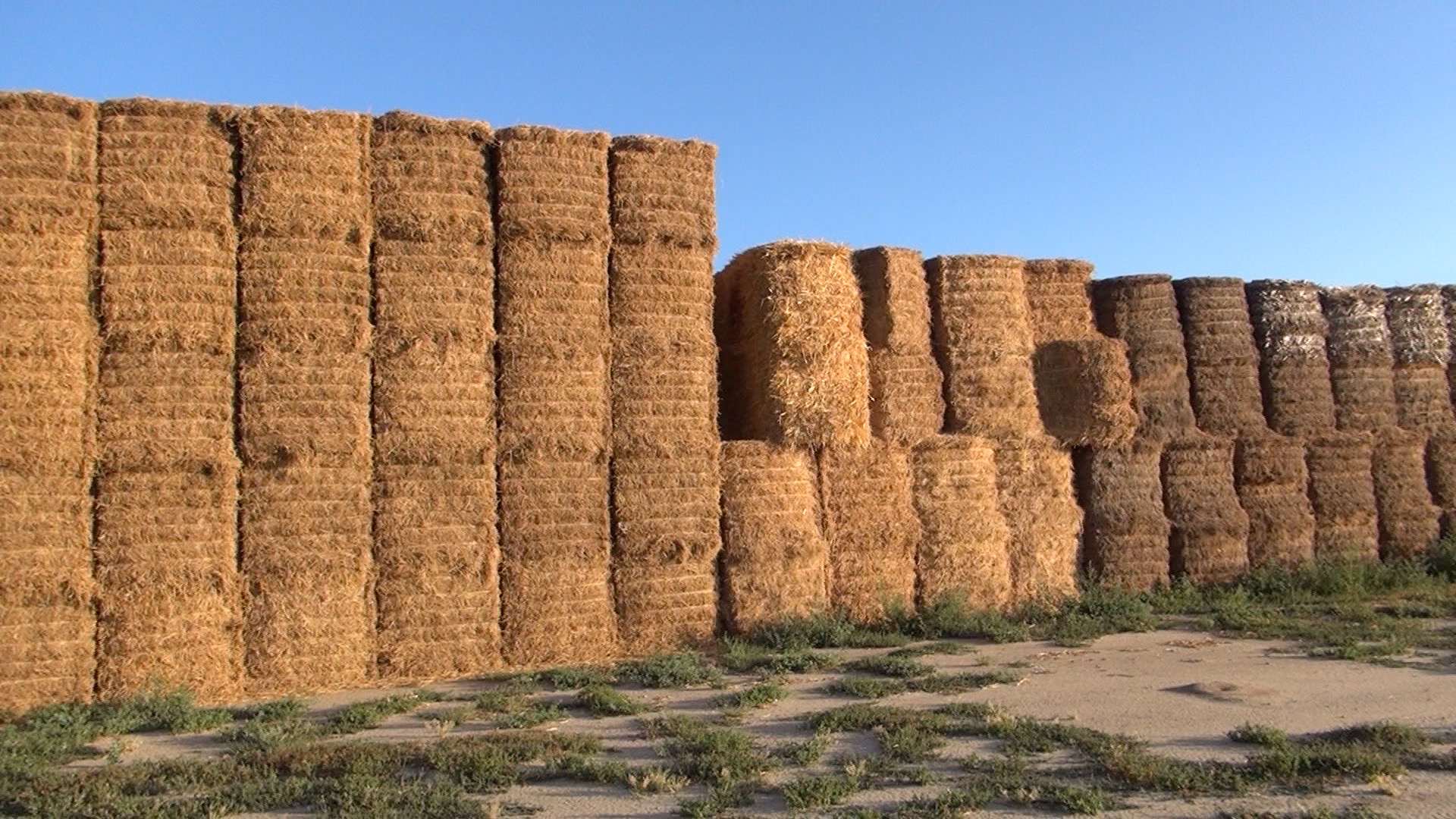Harvested Hay near Sterling Recharge Ponds in summer
