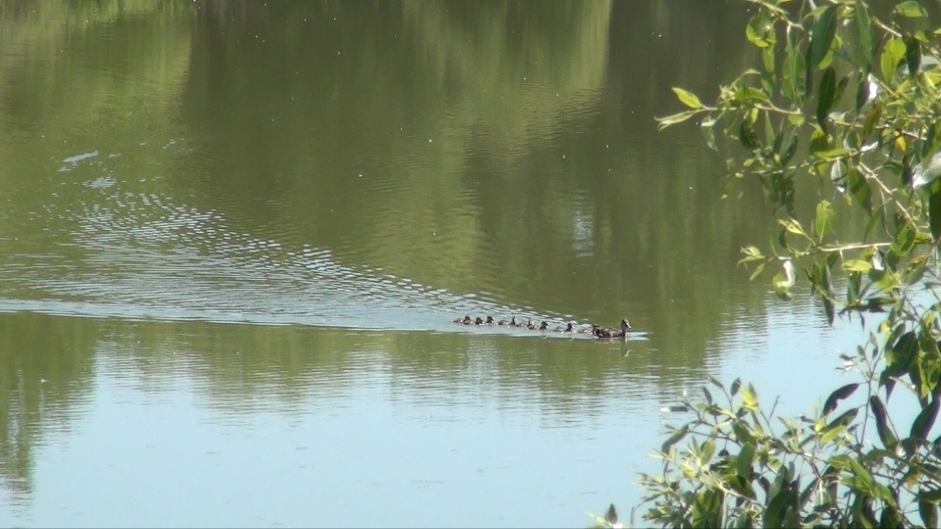 Mallard Mother with Ducklings near  Ducks Unlimited HQ in Fort Collins