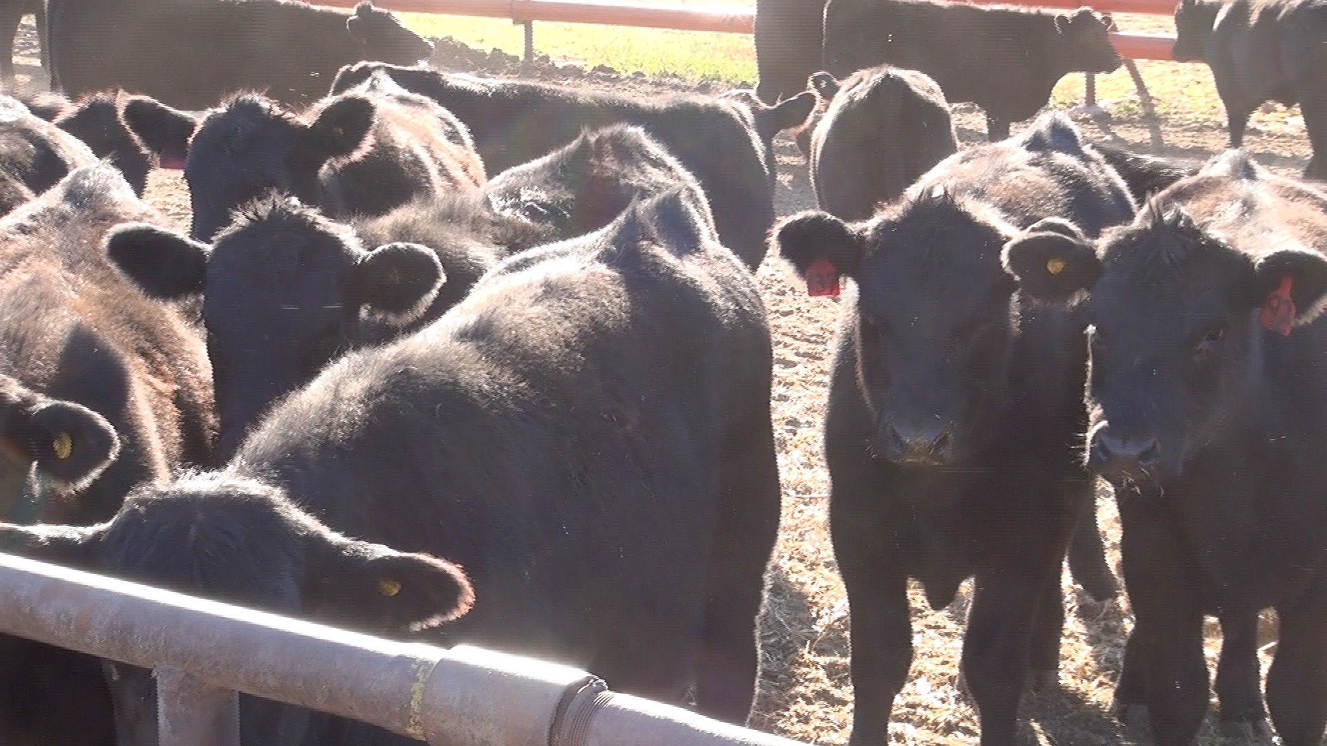 Ogallala - Weaning Calves in Feedlot -  Wray